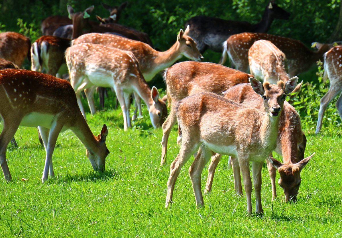 Family of deer in Phoenix Park on a sunny day